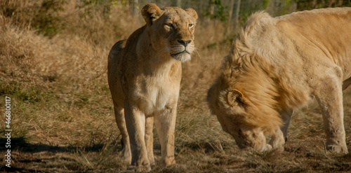Pair of beautiful lions walking on a meadow