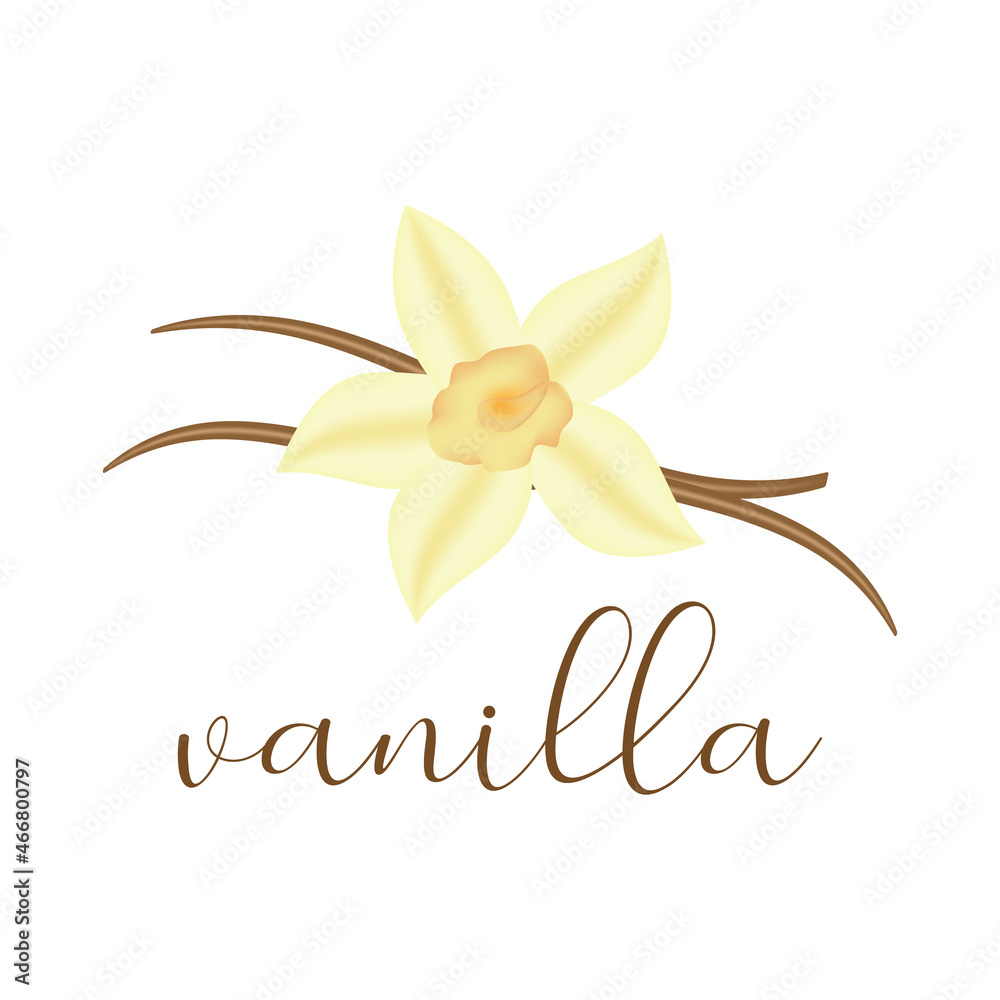 Vanilla yellow flower, pods and leaves. vector isolated on white background