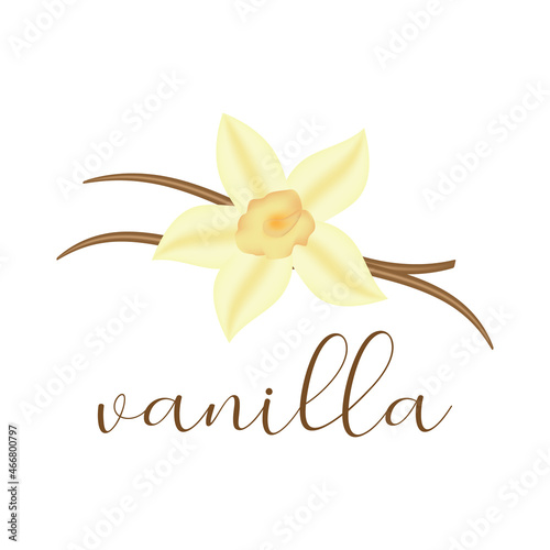 Vanilla yellow flower, pods and leaves. vector isolated on white background