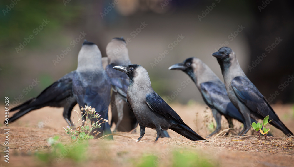 Obraz premium Ravens on a GOA trip to India
