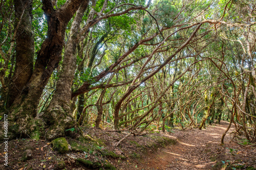 hiking path in forest landscape - .walkway through  laurel trees, Anaga Mountains, Tenerife, Canary Islands photo