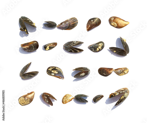 Set made of sea mussel shells, isolated on white background. Summer vacation concept near the sea © Nymphalyda