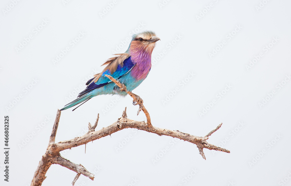Lilac breasted roller, a beautiful African bird posed on a stick with a white background