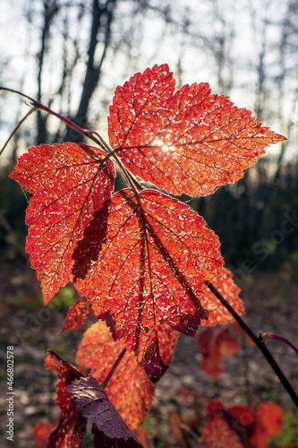 Autumn red leaves with sunbeam against autumn forest. Focus on foreground, vertical view