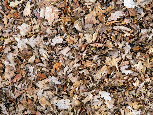 Top view of brown dry old fallen leaves lie on ground, autumn background