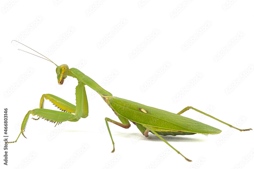 Mantis ordinary or mantis religious, isolated on white background Mantis ordinary or mantis religious, isolated on white background