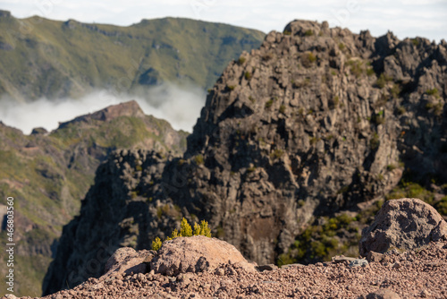 Abstract mountain landscape. Green plant in the foreground, blurred background. Pico do Arieiro, Madeira Island. 