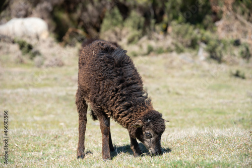 Little black lamb grazing on the meadow on Madeira Island. 
