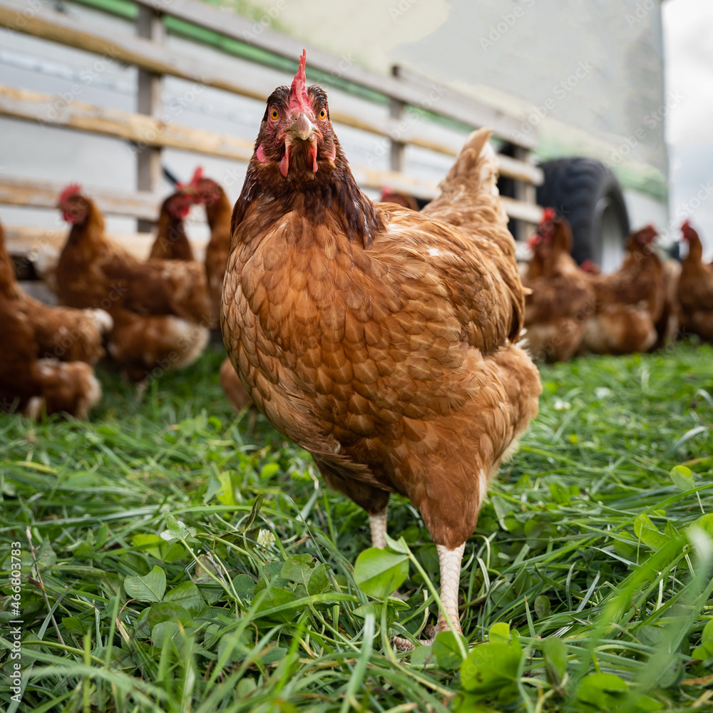 Fototapeta premium Freilaufende braune Hühner auf einer grünen Kleegraswiese. 