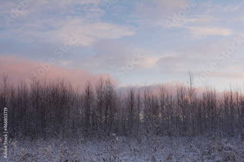 Fototapeta Naklejka Na Ścianę i Meble -  winter countryside landscape at sunset. snowy field and trees. nature in winter season