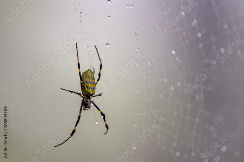 Invasive Joro Spider