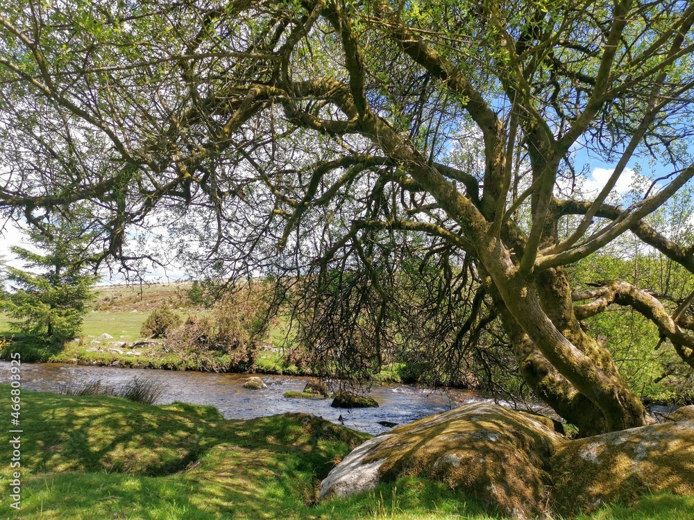 Fototapeta premium tree in the water