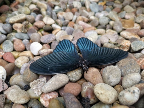 Blue and black butterfly on pebbles