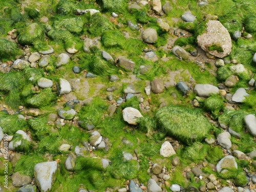 moss on the rocks