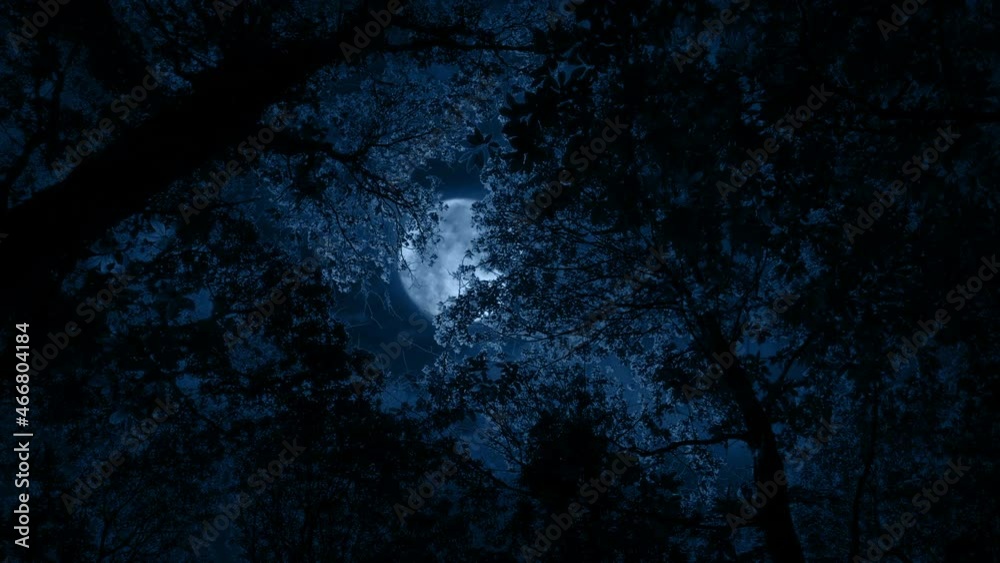 Moon Glows Through Tree Tops Lighting Up Leafy Branches