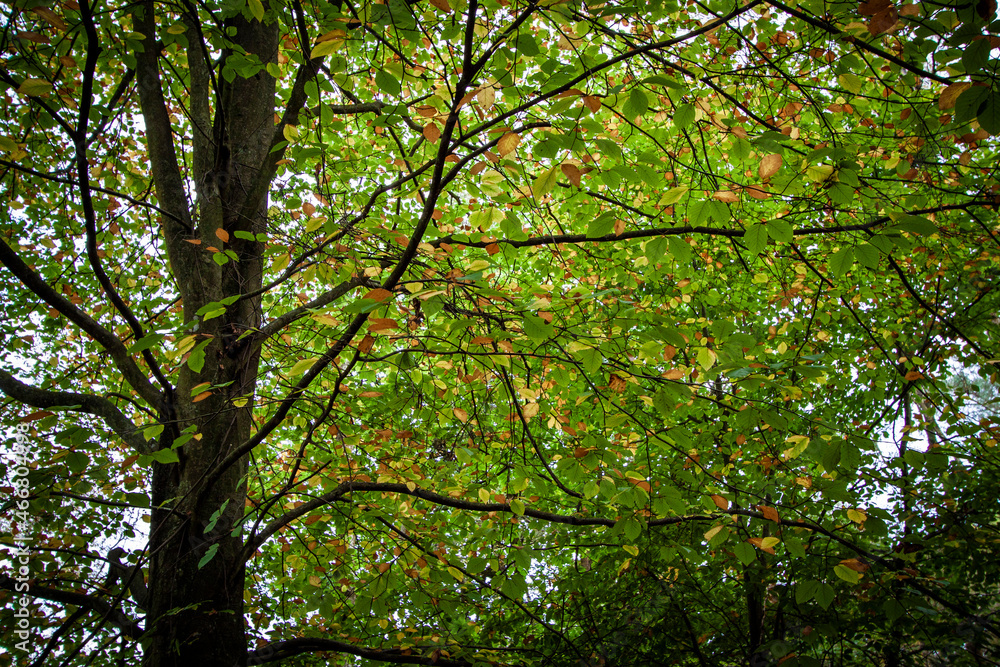 Autumn Leaves
Buchan Country Park, Crawley, West Sussex, England, UK Autumn Leaves
Buchan Country Park, Crawley, West Sussex, England, UK