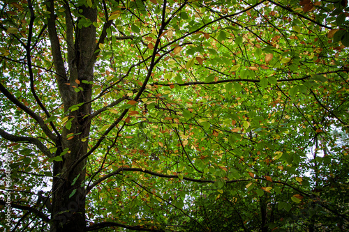 Autumn Leaves Buchan Country Park  Crawley  West Sussex  England  UK