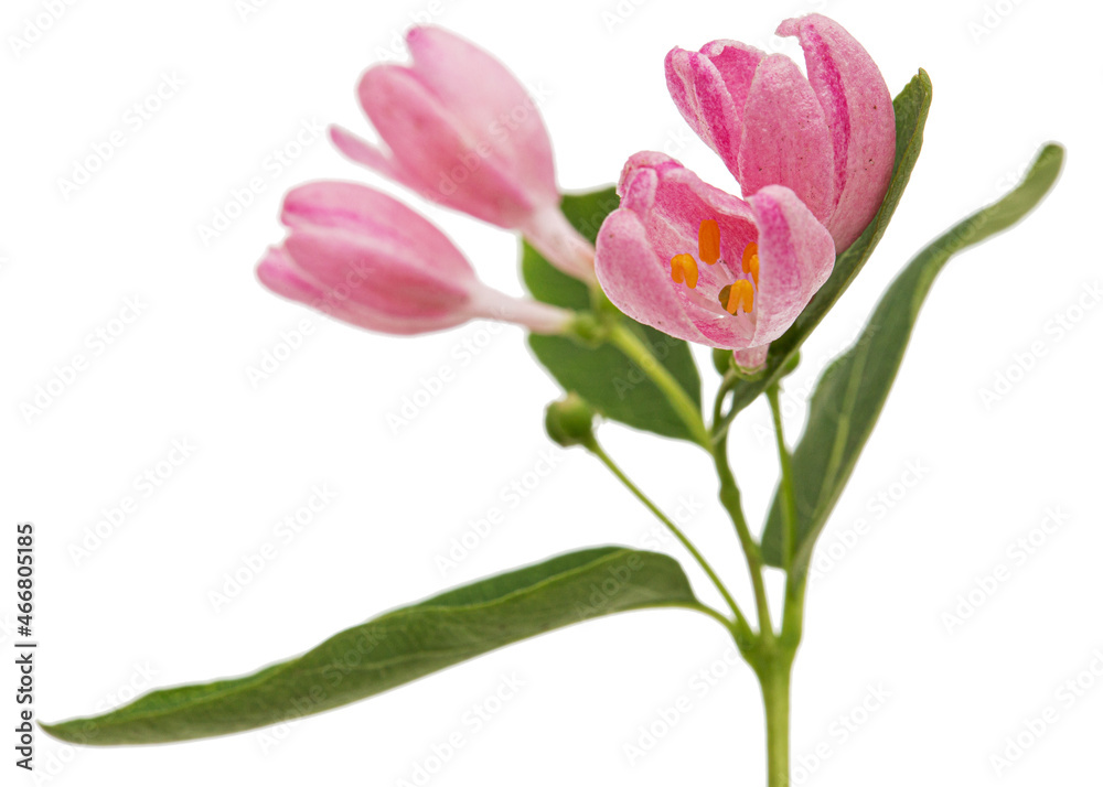 Opening buds of Tatar honeysuckle, isolated on white background