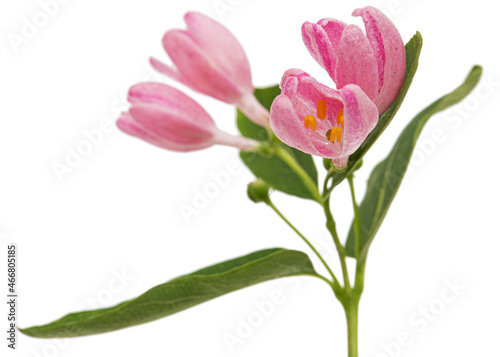 Opening buds of Tatar honeysuckle  isolated on white background