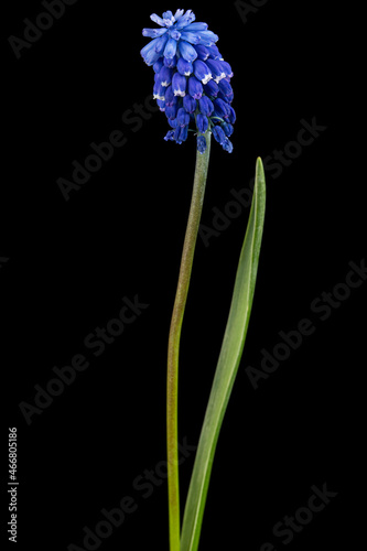 Flower of muscari  isolated on black background