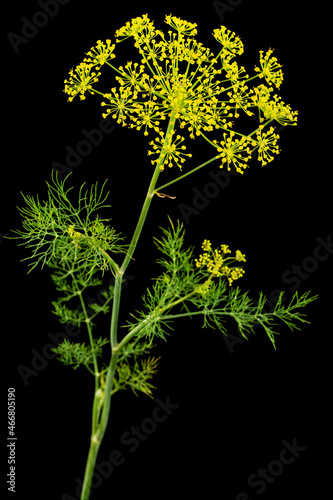Umbrella flower of Dill, used in kitchen cooking to flavor, isolated on black background