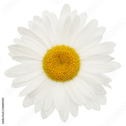 White flower of chamomile, lat. Matricaria, isolated on white background