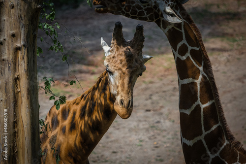 A giraffe closeup in neunkirchen in saarland at summer, copy space photo