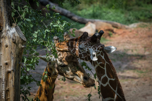 A giraffe closeup in neunkirchen in saarland at summer, copy space photo