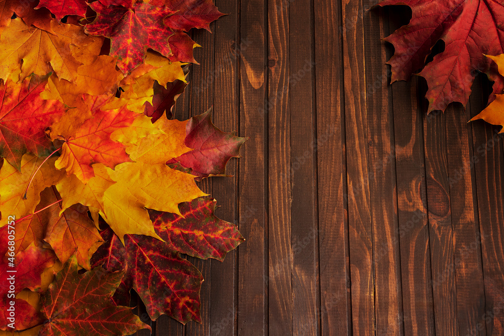 Bright autumn maple leaves on a dark wooden background. Copy space, top view Bright autumn maple leaves on a dark wooden background. Copy space, top view
