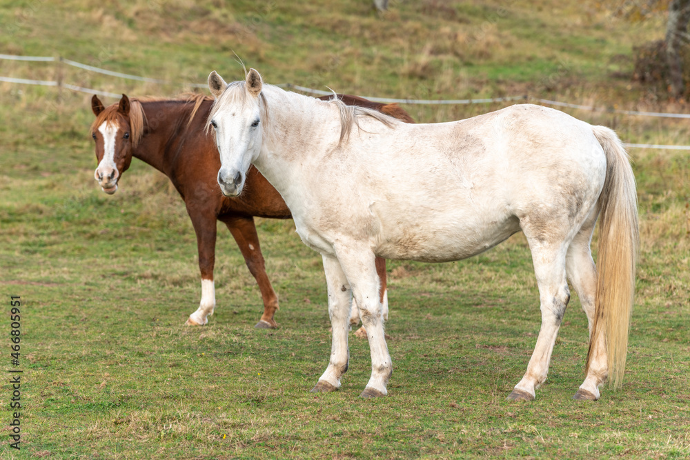 Horses in a pasture in autumn.