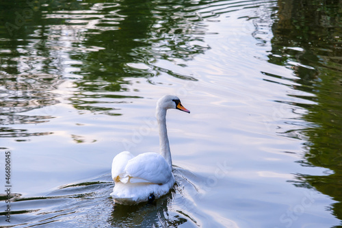 Swan swimming in the lake  lonely swan looking for friends or mate  selective focus