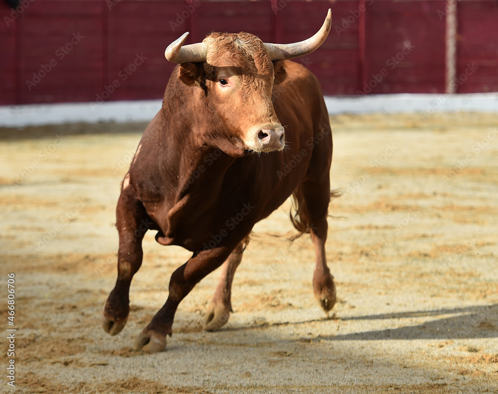 un poderoso toro español en una plaza de toros durante un espectaculo de toreo un poderoso toro español en una plaza de toros durante un espectaculo de toreo