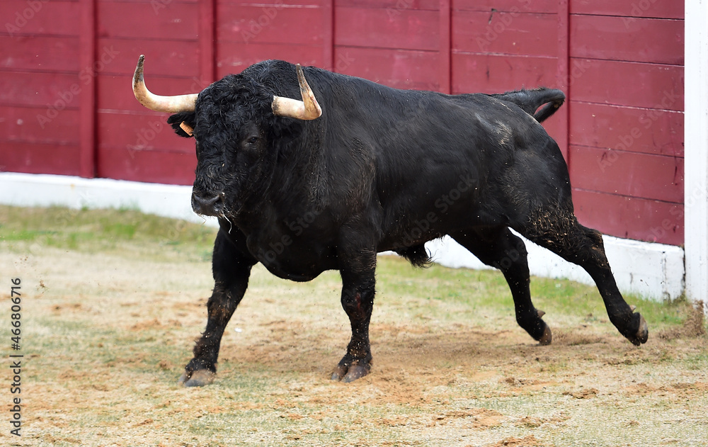 spanish bull in a traditional spectacle of bullfight spanish bull in a traditional spectacle of bullfight