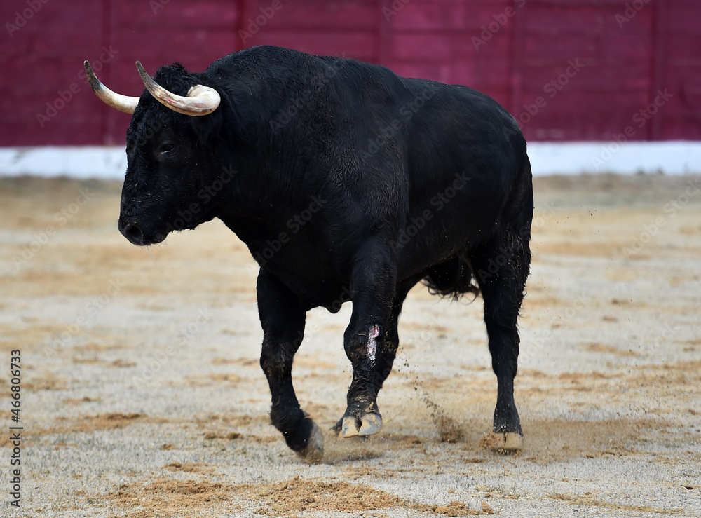 un toro español con grandes cuernos en una plaza de toros durante un espectaculo tradicional de toreo un toro español con grandes cuernos en una plaza de toros durante un espectaculo tradicional de toreo