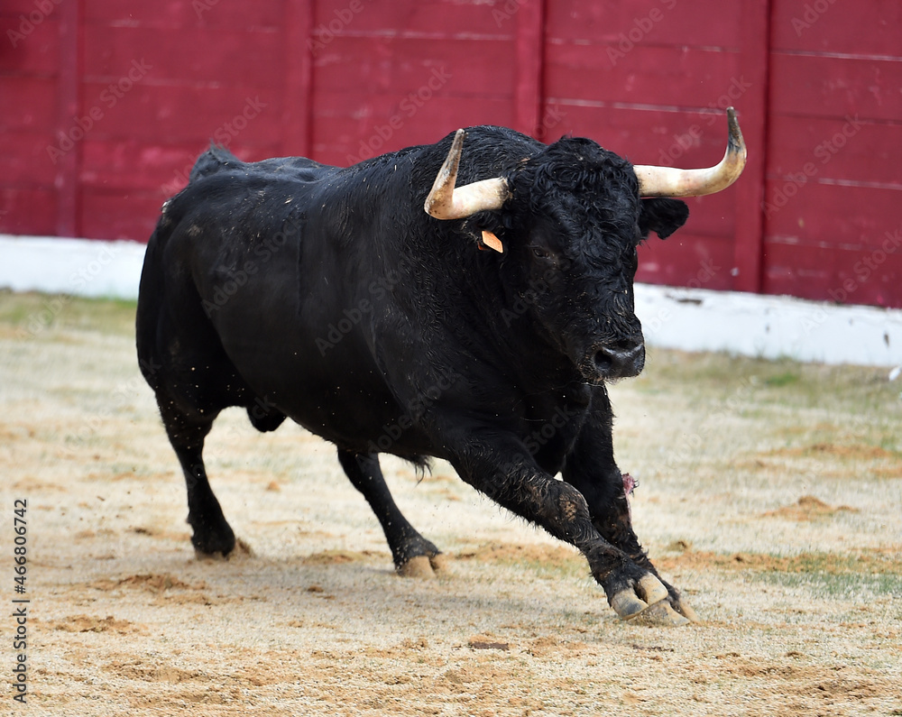 un toro español con grandes cuernos en una plaza de toros durante un espectaculo tradicional de toreo un toro español con grandes cuernos en una plaza de toros durante un espectaculo tradicional de toreo