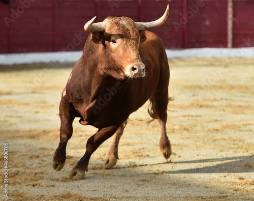 un poderoso toro español en una plaza de toros durante un espectaculo de toreo 