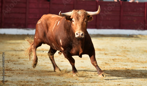 un toro español con grandes cuernos en una plaza de toros durante un espectaculo tradicional de toreo