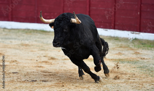 un toro español con grandes cuernos en una plaza de toros durante un espectaculo tradicional de toreo