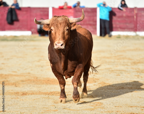 un poderoso toro español en una plaza de toros durante un espectaculo de toreo 