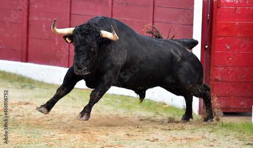 un toro español con grandes cuernos en una plaza de toros durante un espectaculo tradicional de toreo