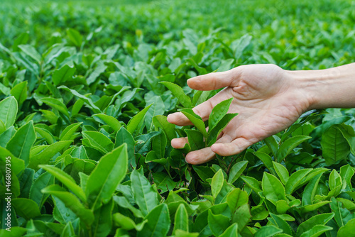 Woman hand touching and stroking green tea tree plant leaves