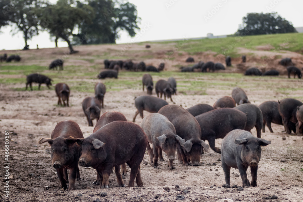 Cerdo ibérico criado con bellota en la dehesa de Extremadura en una piara de guarros de pata negra rodeados de encinas.