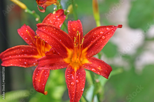 Raindrops on a lily flower 