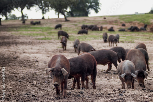 Cerdo ibérico criado con bellota en la dehesa de Extremadura en una piara de guarros de pata negra rodeados de encinas. photo