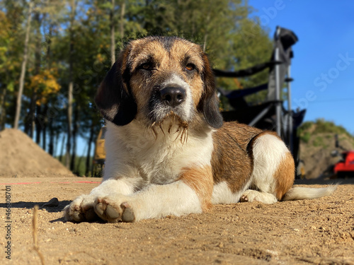Beadle dog outdoors sitting on the sandy surface on a sunny day