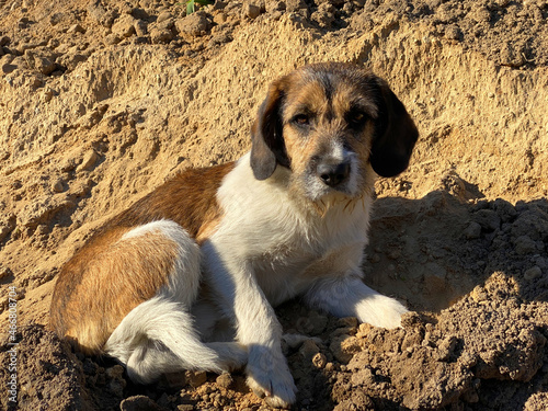 Beadle dog outdoors sitting on the sandy surface on a sunny day