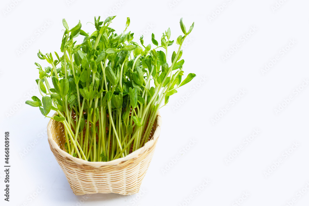 Pea Sprouts in bamboo basket on white background. Pea Sprouts in bamboo basket on white background.
