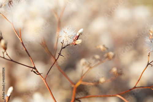 Autumn flowers on a blurred brown background.
