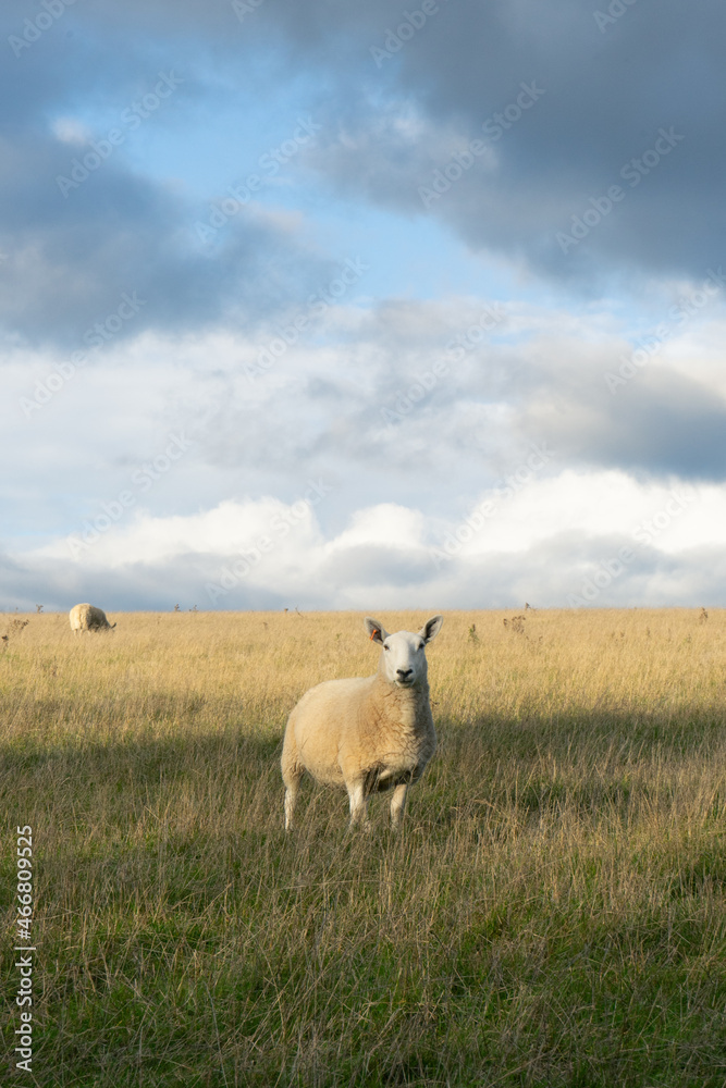 Fototapeta premium Sheep