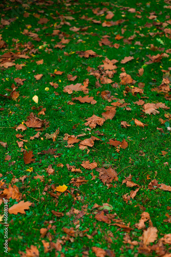 green grass ground with orange falling leaves cover park outdoor autumn time scenic view with bright color